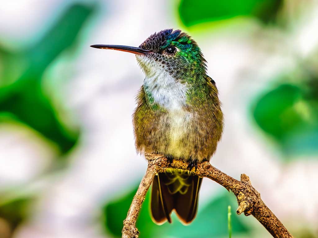 Azure-crowned-Hummingbird3