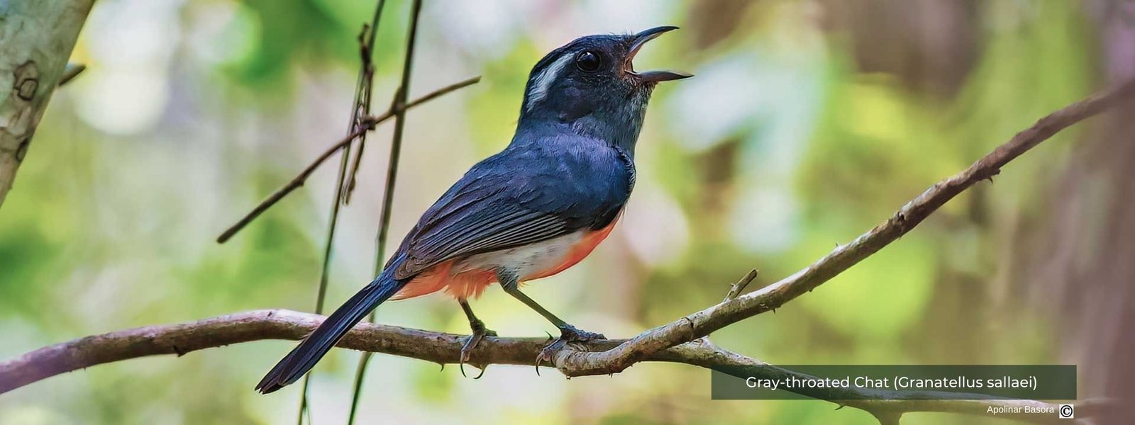 Gray-throated Chat
