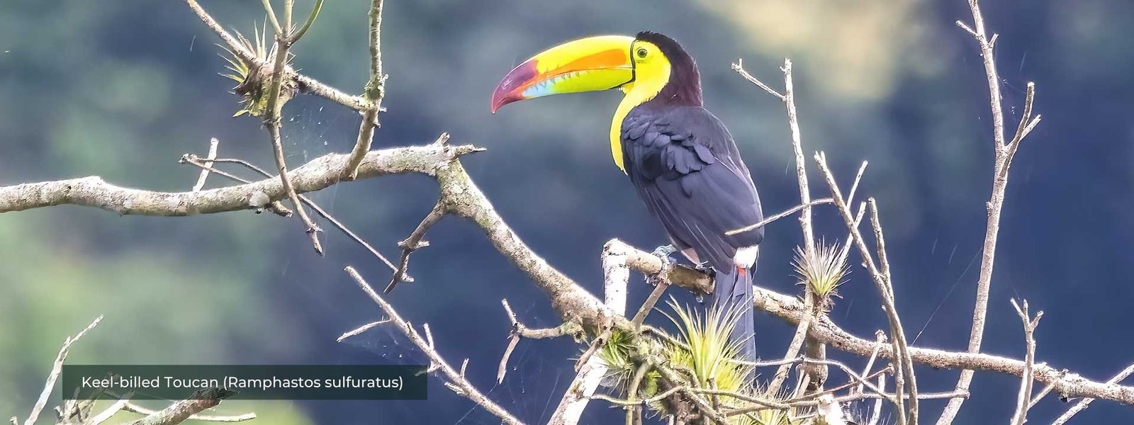 Keel-billed Toucan