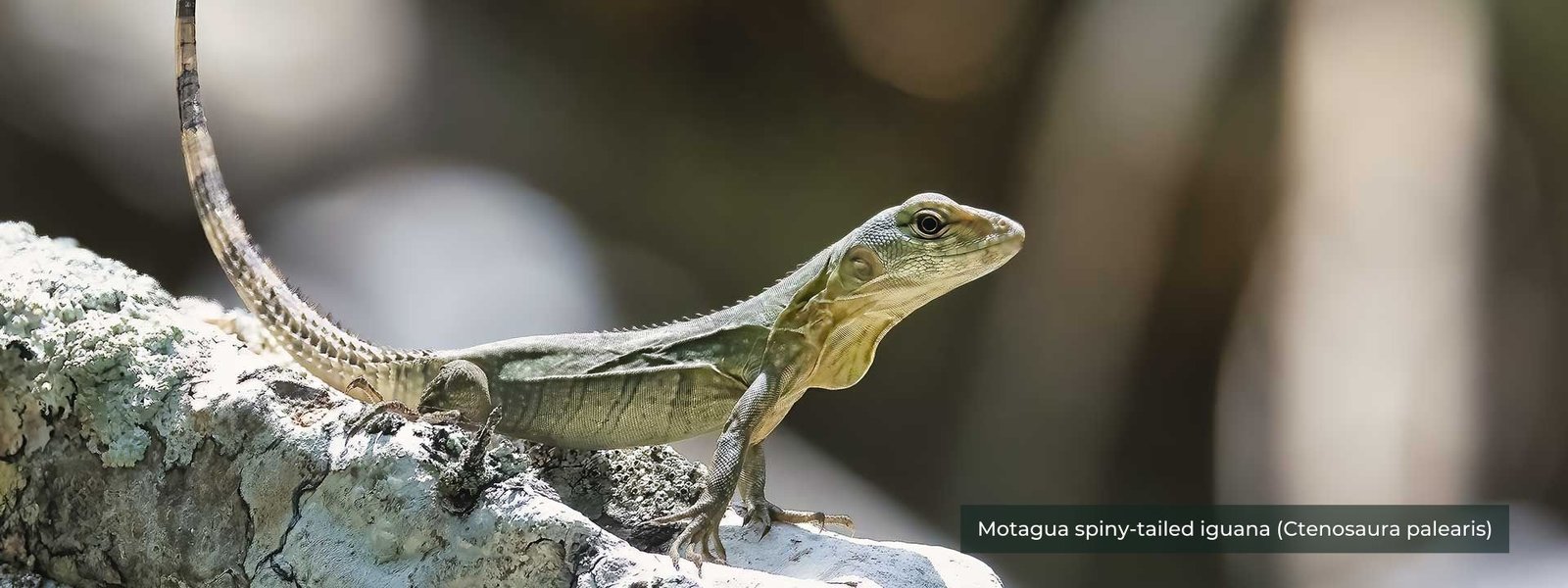 Motagua spiny-tailed iguana