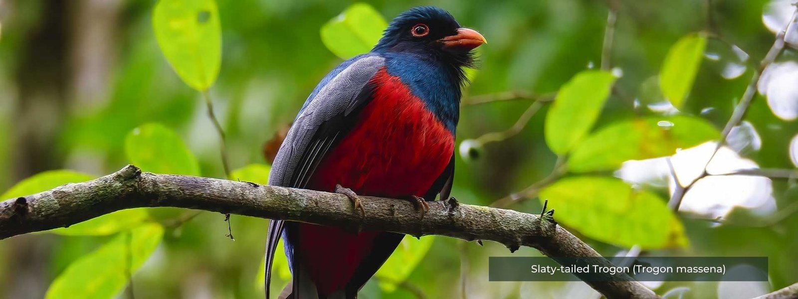 Slaty-tailed Trogon