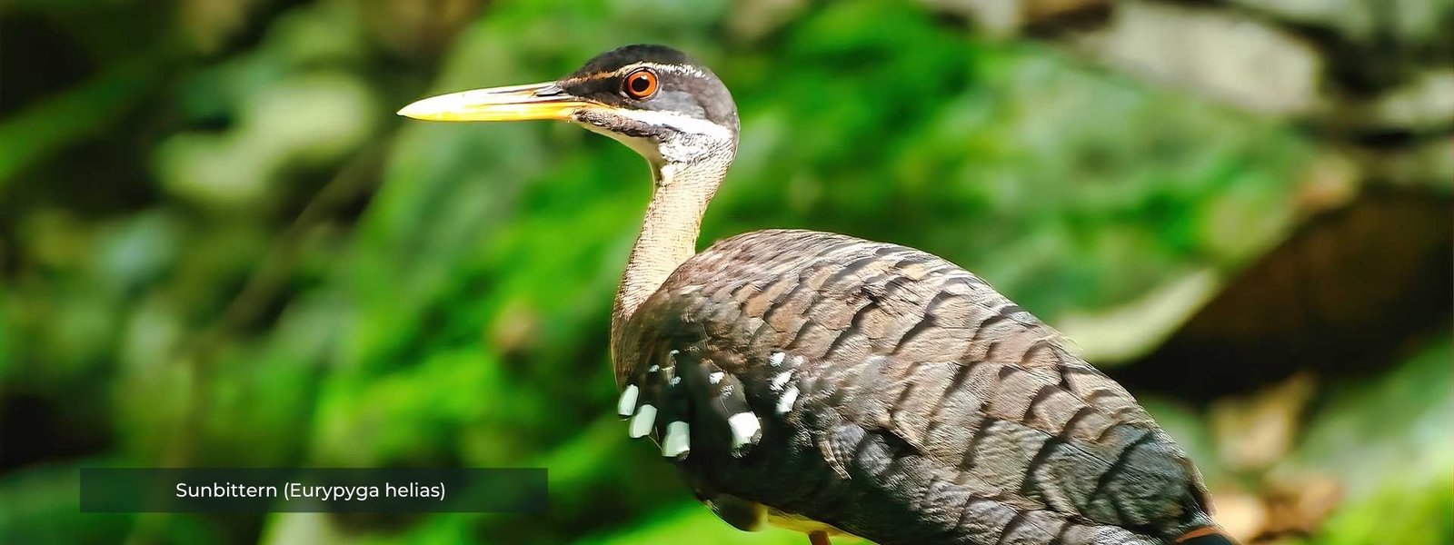 Sunbittern - Honduras Birding Tours