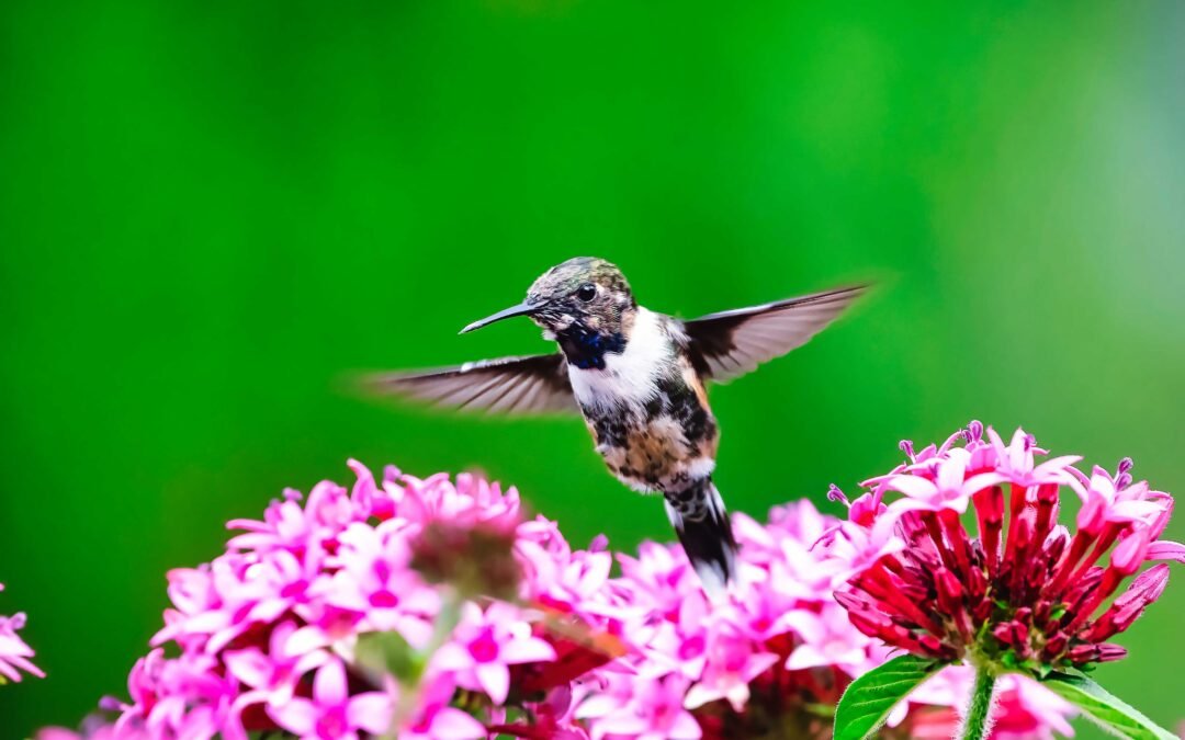 Hummingbirds: Capturing the Cuteness of these Beauties
