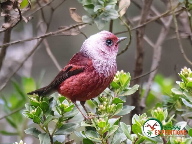 Birds Guatemala