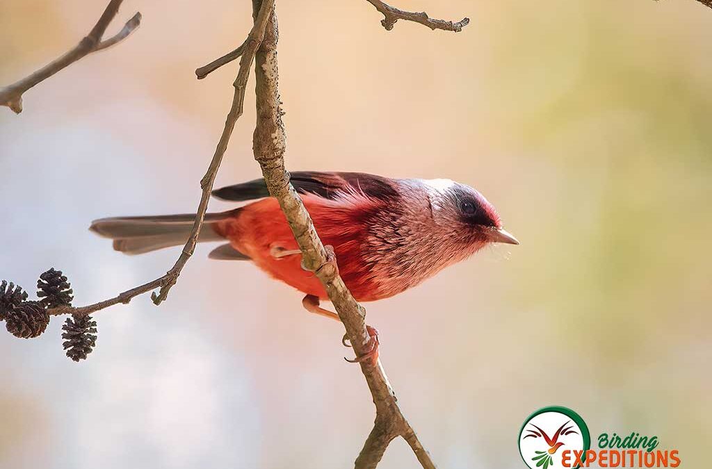 Top 5 Destinations To Observe The Pink-headed Warbler In Guatemala