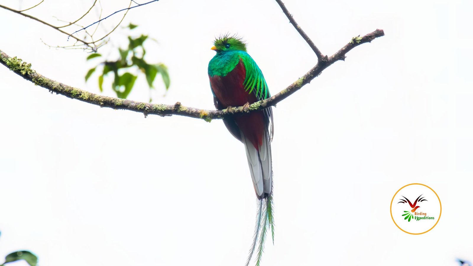 Resplendent Quertzal spotted durign Birding Expeditions Birding & Cultural Tour in Guatemala