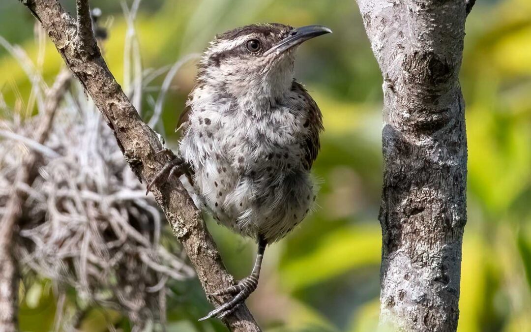 What Makes Oaxaca the Ultimate Birding Destination in 2025