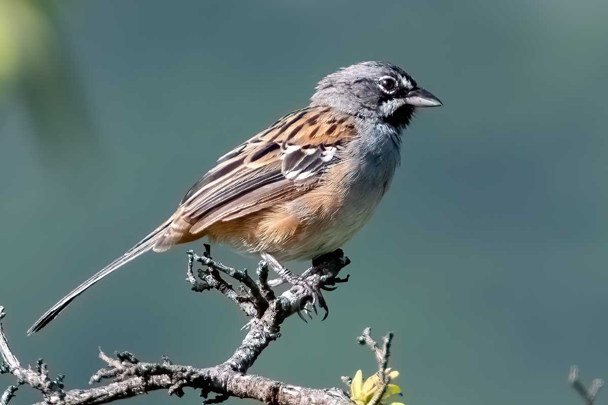 Bridled Sparrow By Birding Expditions during a Oaxaca Birding Tours.