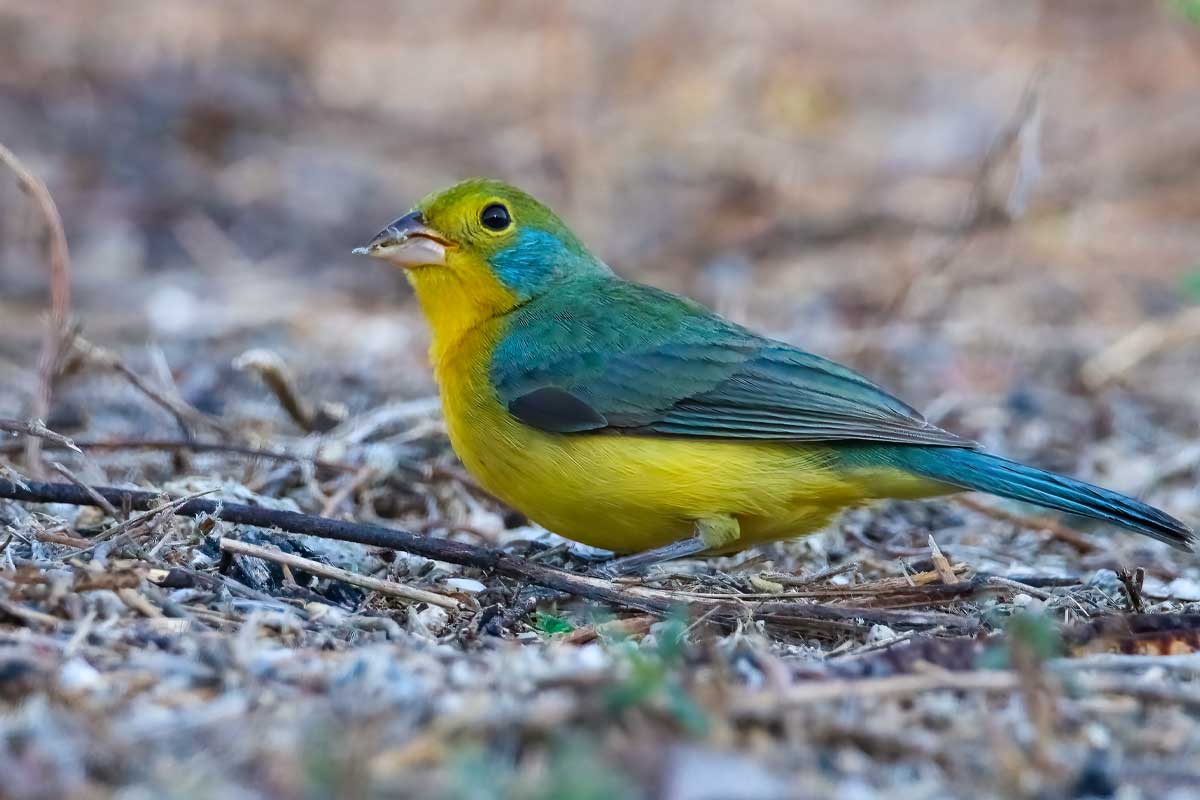 Orange breasted Bunting in Oaxaca