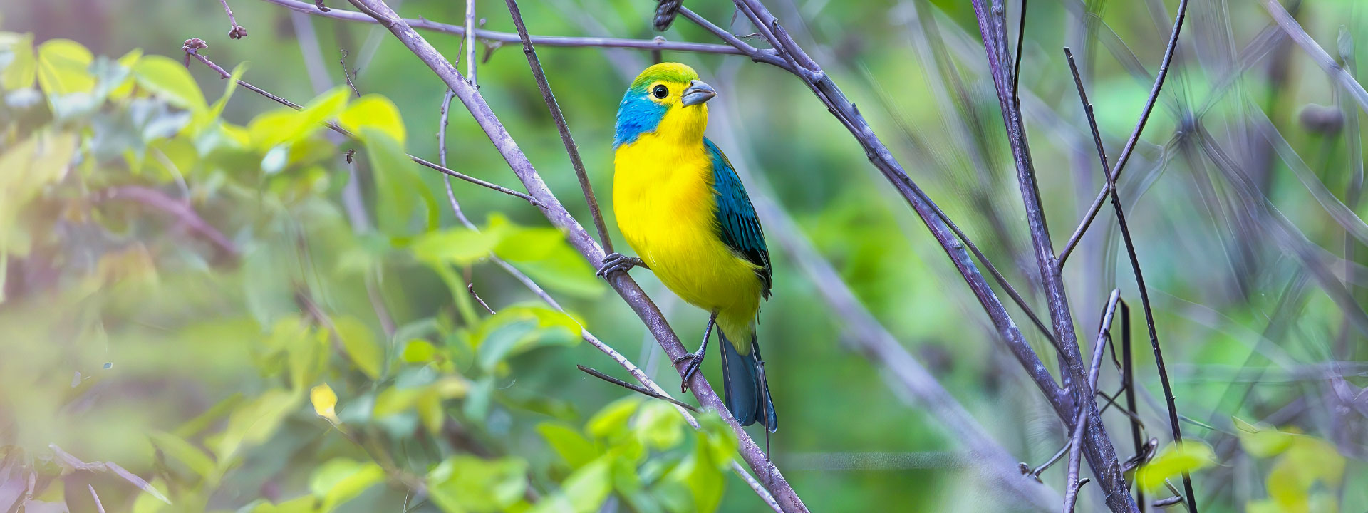 Orange-breasted Bunting in Oaxaca, Mexico by Birding Expeditions.