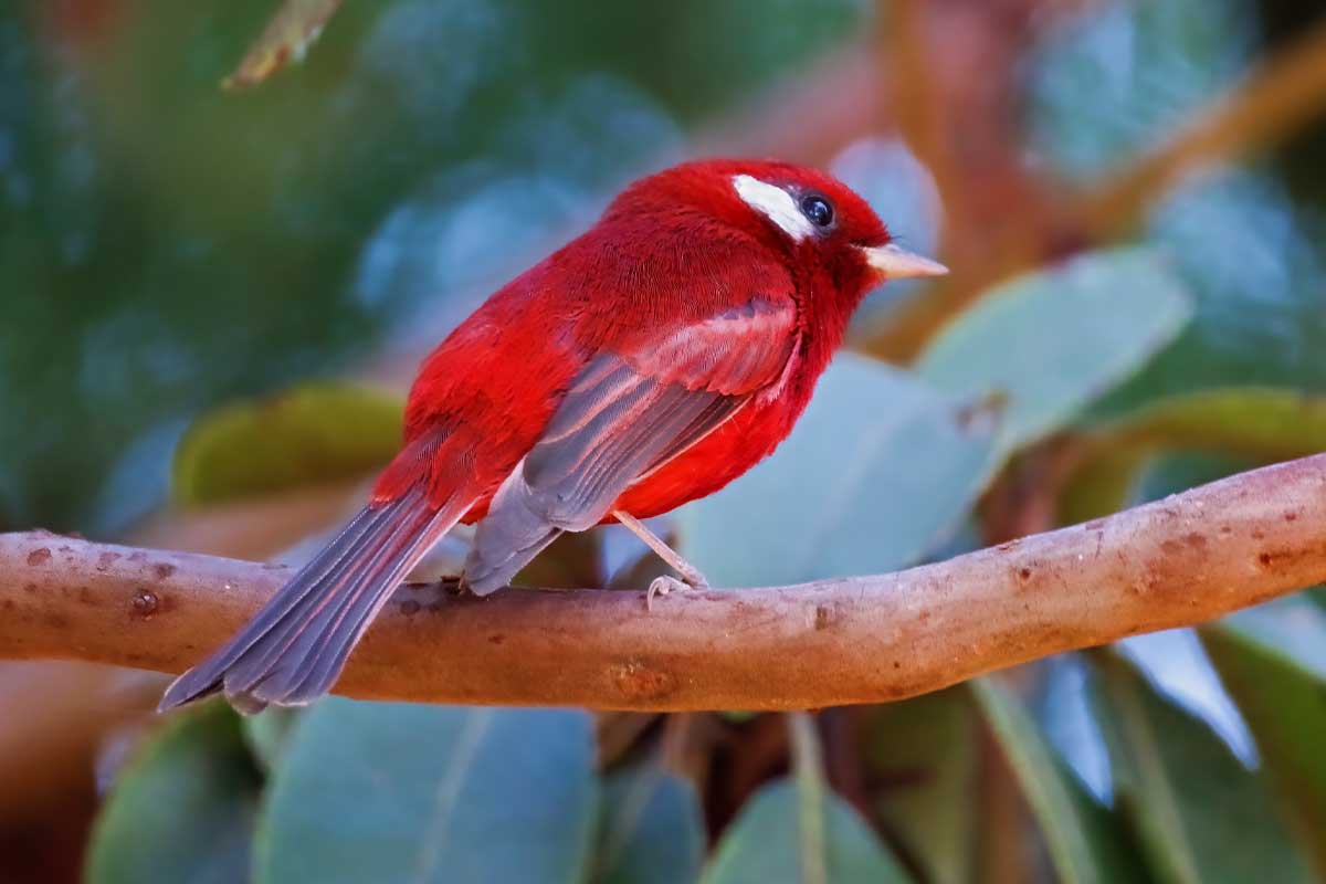 Rede Warbler at Oaxaca Birding Trip