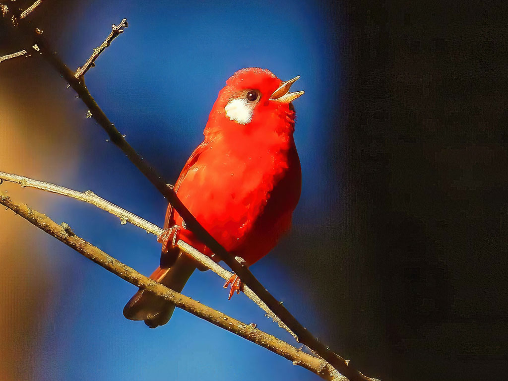 Red Warbler in the Oaxaca Birding Expedition