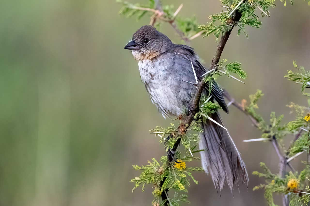 White-throated-Towhee in Oaxaca